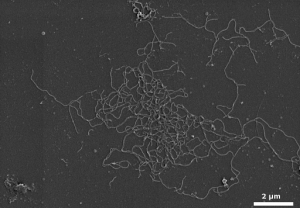 Bacterial Flagellar Filaments